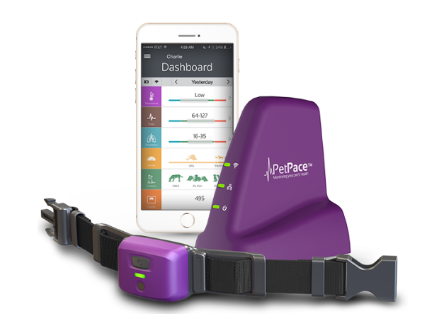 Pet Pace: uno dei collari smart in commercio basati su un’idea simile alla nostra